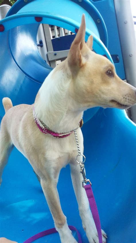 Piper at the Park – 5 month old Rat Terrier puppy – Rat Race Rat Terriers