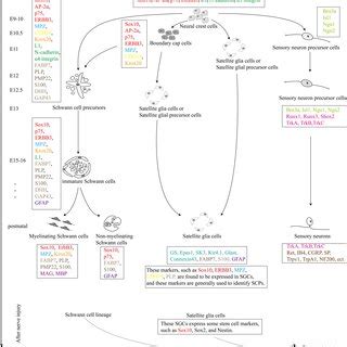 The development of satellite glial cells, Schwann cells and sensory ...