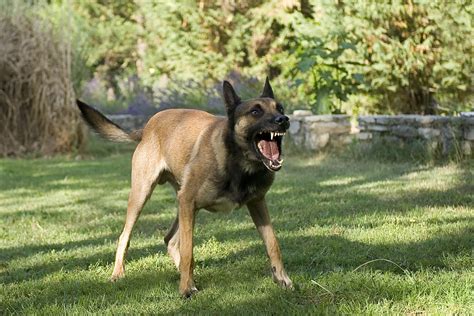 Der Gefährlichste Hund der Welt Fakten und Mythen