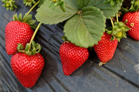 Walderdbeeren Anbau Pflege And Verwendung Der Pflanze