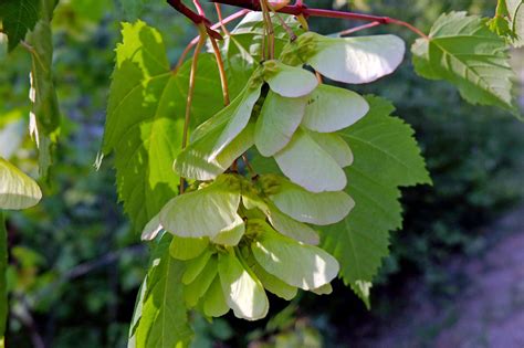 Acer Glabrum Aceraceae Image At Phytoimages Siu Edu