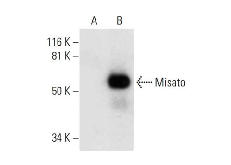 Anti Misato Antibody E Scbt Santa Cruz Biotechnology