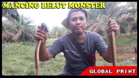 Mancing Belut Monster Di Rawa Rawa Kebun Kelapa Sawit Youtube