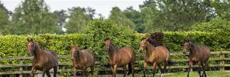 Things To Do In Kildare Irish National Stud And Gardens