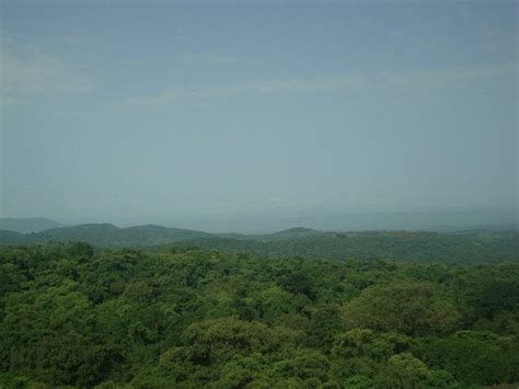 Equatorial Forest In Oromia Western Part Of Oromo Land Dhidheessaa