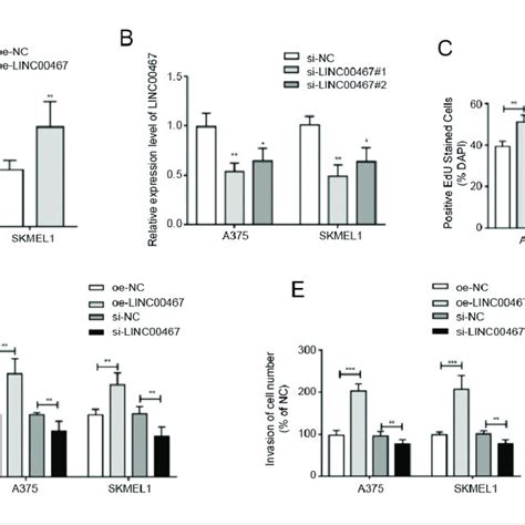 Linc Stimulated Proliferative Migratory And Invasive Functions Of