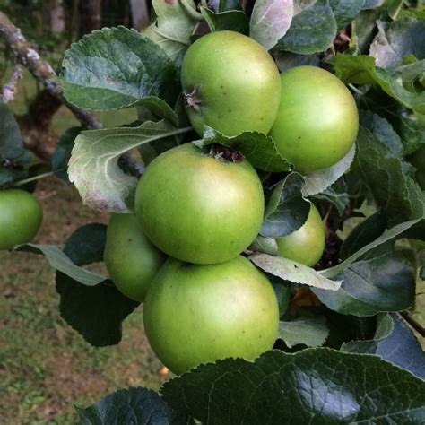 Malus Domestica Bramleys Seedling Apple Bramleys Seedling In