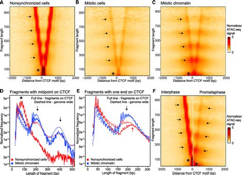 Atac Seq Data Represented In V Plots Show Loss Of Ctcf Binding In