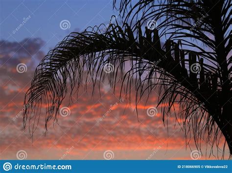 Fondo De Hojas De Palma Rama De Palma Tropical Contra El Fondo Del