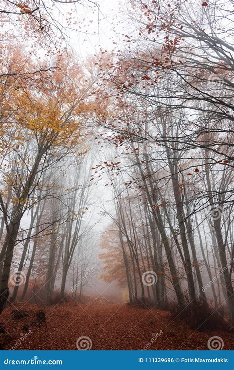 Misty fall forest stock photo. Image of brown, asphalt - 111339696