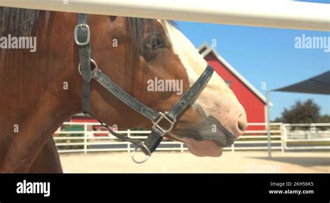 Face clydesdale horse Stock Videos & Footage - HD and 4K Video Clips ...