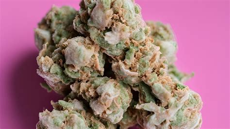 The Ultimate Guide To Bubble Gum Gelato Strain High Harvest