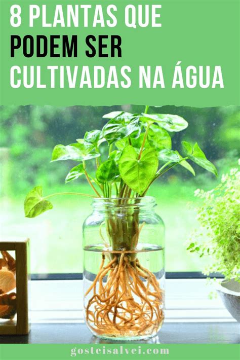 8 Plantas que Podem ser Cultivadas na Água