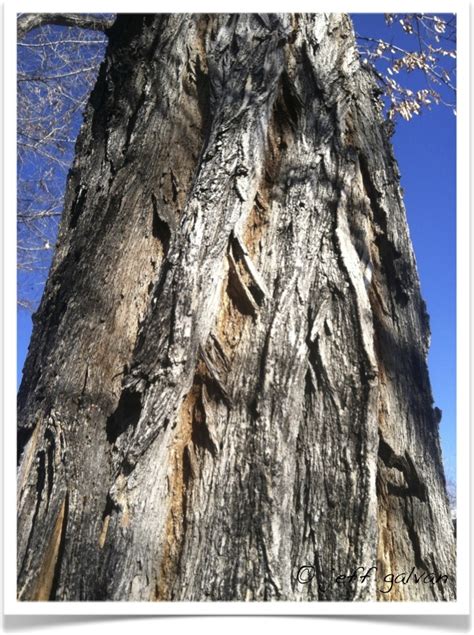 Black Locust Furrowed Bark | Boulder Tree Care - Pruning & Tree Removal Services