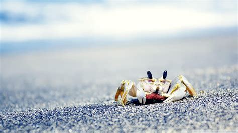 Crab Wallpapers - Wallpaper Cave