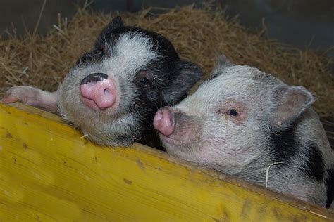 Schweine Gnadenhof Tierpark Wolfsgraben