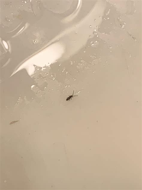 Is this a tiny baby cockroach? Southern Indiana. : r/whatsthisbug
