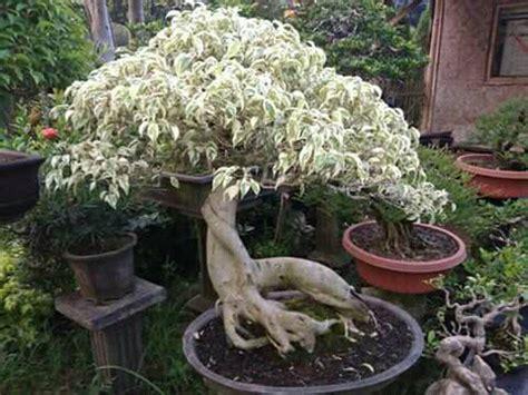 Membuat Bonsai Beringin Korea - Blogger Bonsai Bengkulu