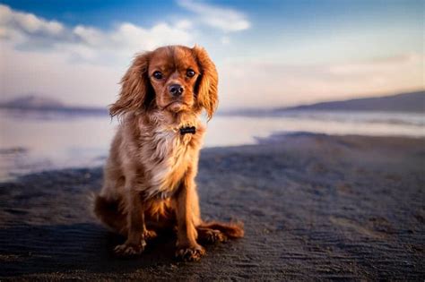 Cavalier King Charles Spaniel Adoption & Rescues Canada [2024]