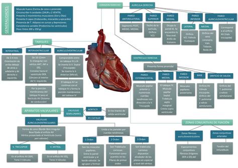 Anatomía de Corazón Configuración Interna Brayan Abel Estela