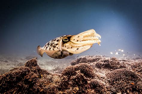 Broadclub Cuttlefish Sepia Latimanus Swimming Over Coral Reef Lombok