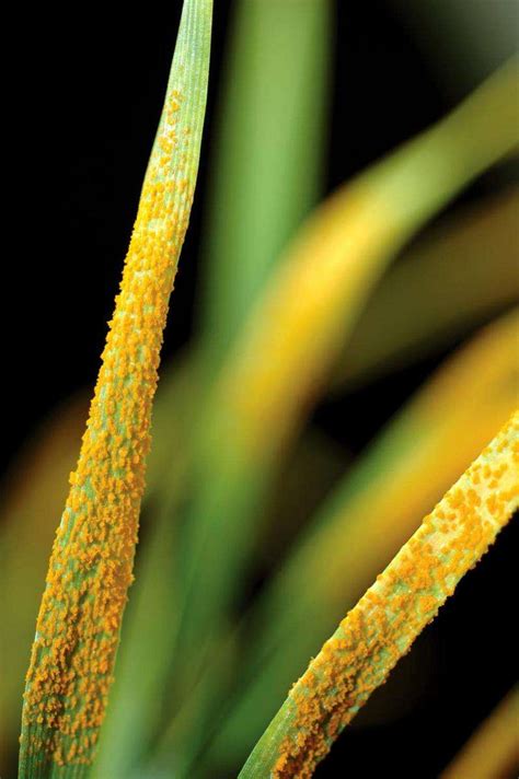 Wheat rust set to bite the dust | Country News