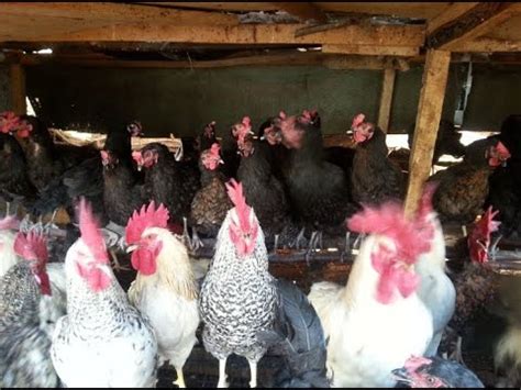 MILLIONAIRE KIENYEJI CHICKEN FARMER SUCCESS STORY PART FINALE