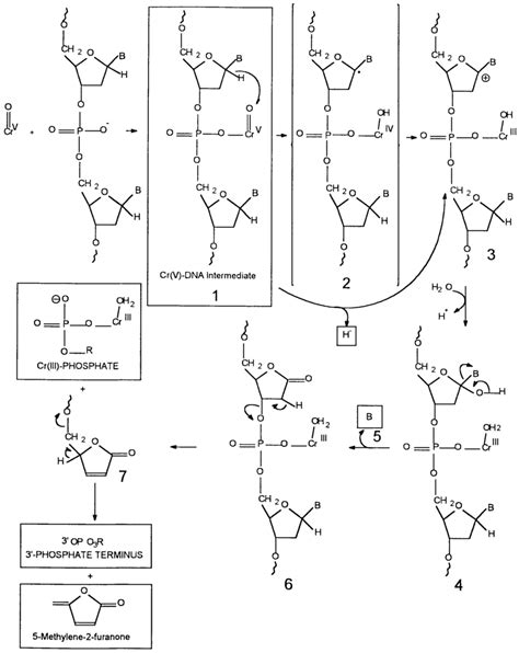 Scheme Proposed Mechanism Of Dna Cleavage By Cr V Complexes The