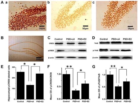 Effects Of Estrogen Treatment On PCREB CREB And PTrkB TrkB Expression