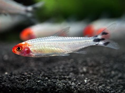 Brilliant Rummy Nose Tetra Aquarium Fish India