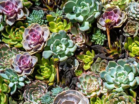 Succulent Care For Beginner Tips: Growing A Healthy Plant - Succulent ...