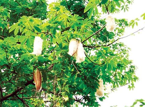 Kapok The White Silk Cotton Tree Star Of Mysore