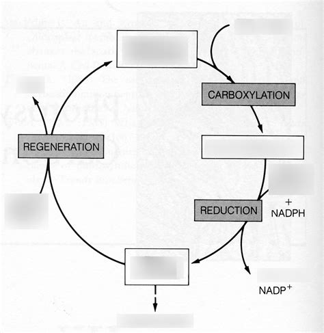 Schaubild Calvin Zyklus Fixierung Assimilation Von CO2 Quizlet