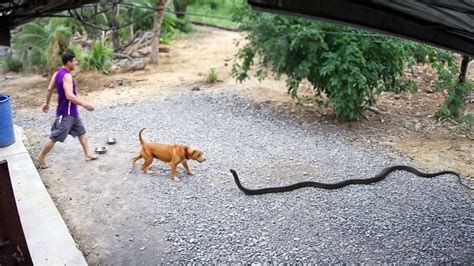 65 ANIMAIS HERÓIS QUE SALVARAM VIDAS HUMANAS YouTube