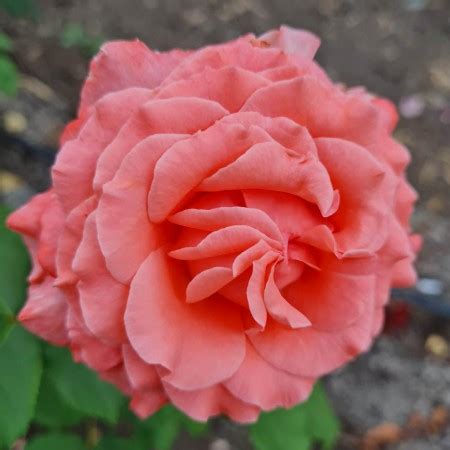 Купить розу Корал Желе (Corail Gelee) почтой