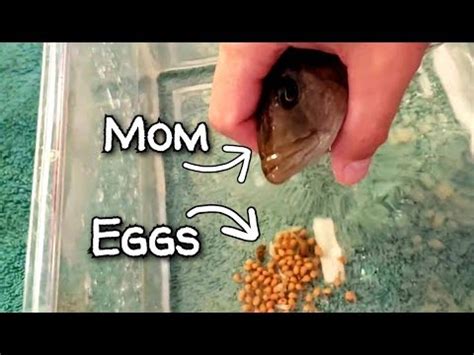 HOW TO SUCCESSFULLY STRIP EGGS FROM AN AFRICAN CICHLID FEMALE EASY