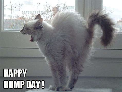 Happy Hump Day! | Cats, Kitten pictures, Kittens