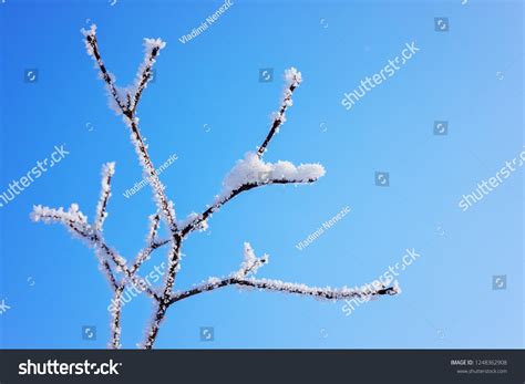 Naked Branches Bushes Trees Winter Note Stock Photo Shutterstock