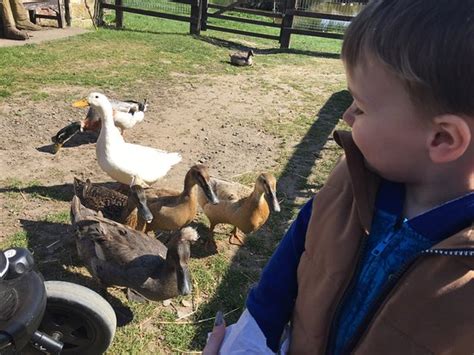 Newham Grange Country Farm Middlesbrough England Top Tips Before