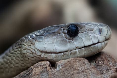 Recolhido recorde de veneno de cobra que dá para matar 100 pessoas