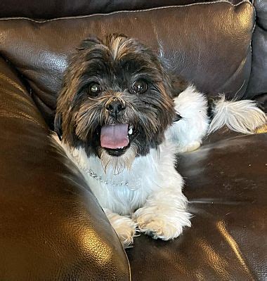 Hayesville Nc Shih Tzu Meet Hugo A Pet For Adoption Adoptapet