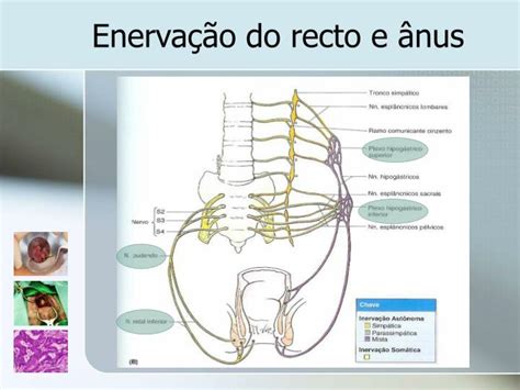 Ppt Patologia Perianal Powerpoint Presentation Id 829116