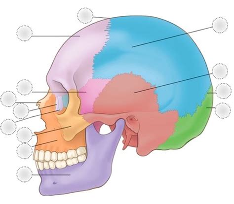 Skull Procedures Flashcards Quizlet