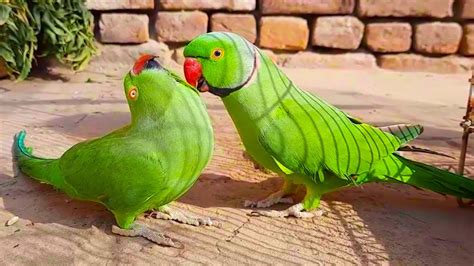 Mitthu And Rosie Romantic Ringneck Talking Parrot Couple Youtube