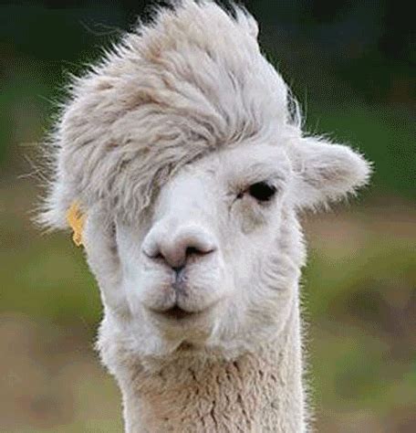 Llama Rama GIFs - Get the best GIF on GIPHY