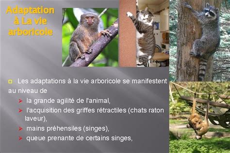 ANATOMIE COMPARE DU SQUELETTE AXIAL La Partie Essentielle