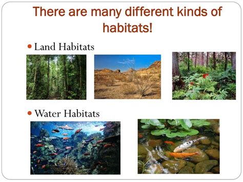 Four Types Of Habitats