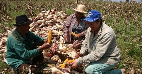 G1 Produtores Rurais De Belo Oriente MG Fazem Colheita Do Milho Em