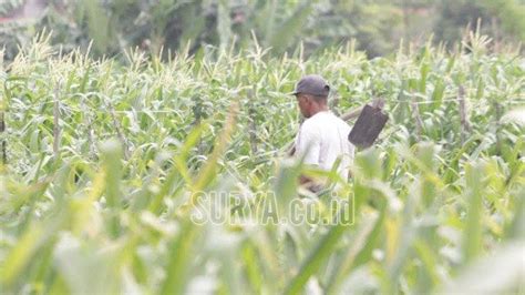 Serapan Pupuk Subsidi Di Kota Blitar Capai Persen Pada September