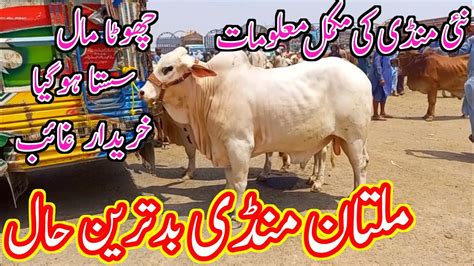 Today Multan Mandi Latest Update August Multan Cow Mandi Bad